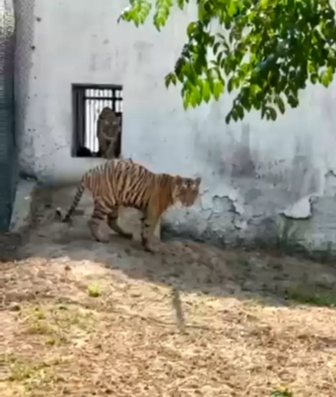 Ludhiana Tiger Safari Regains Popularity with New Tigers Badal and Bijli