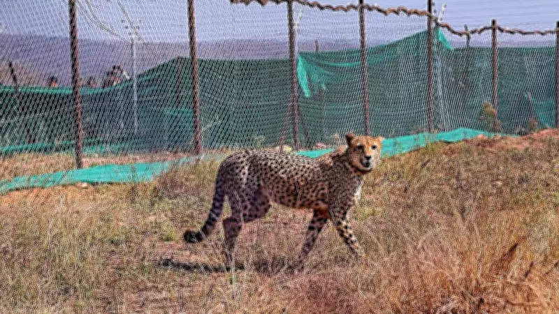 Madhya Pradesh: Female Cheetah Dies at Kuno National Park During Treatment