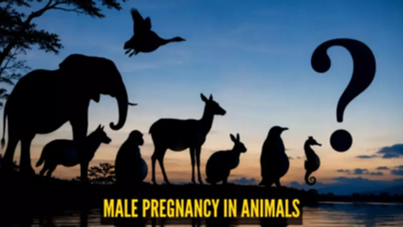 Male Seahorses: The Only Dads That Get Pregnant and Give Birth