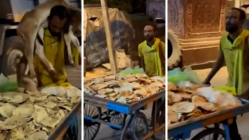 Man Collects Rotis to Feed Stray Cows, Viral Video Wins Hearts
