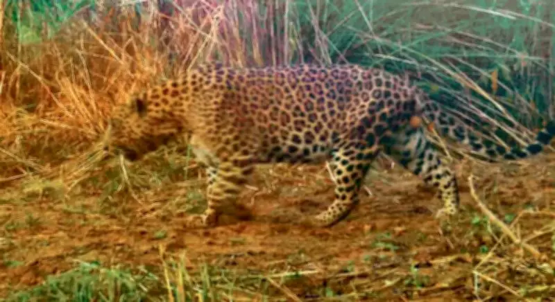 Man Injured in Suspected Leopard Attack Near Mohali Village, Officials Find No Evidence