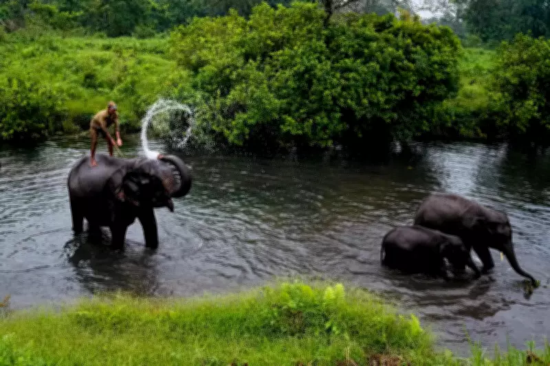 Manas Tiger Reserve Launches Grass Nursery, Releases Pygmy Hogs, Retires Elephants