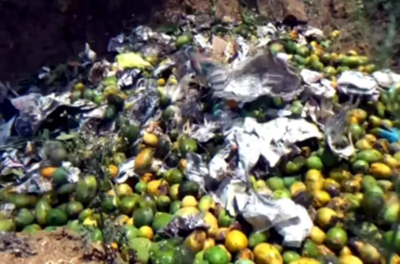 Mango growers in Dindigul face losses as prices crash, farmers dump produce