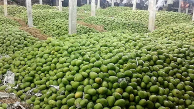 Mango Price Crash in Karnataka Leaves Growers in Deep Distress