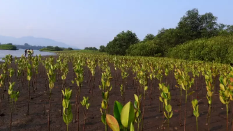 Mangrove Cover Expands by 140 Hectares in Kali Estuary, Karwar