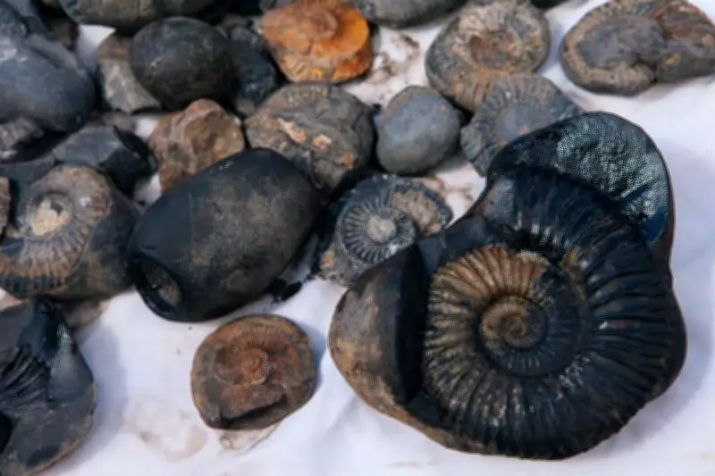 Marine Fossils in Odisha Prove Baripada Was Under Sea Millions of Years Ago