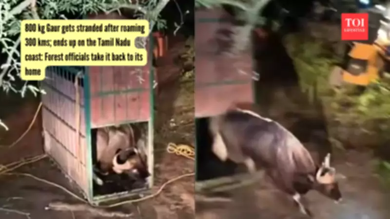 Massive Gaur Bison Rescued and Relocated in Tamil Nadu Wildlife Operation