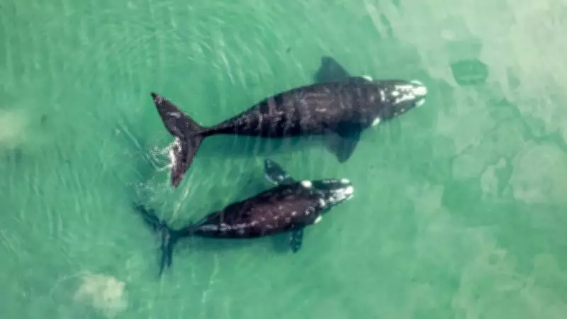 Massive Whale Graveyard Discovered in Deep Indian Ocean Zone