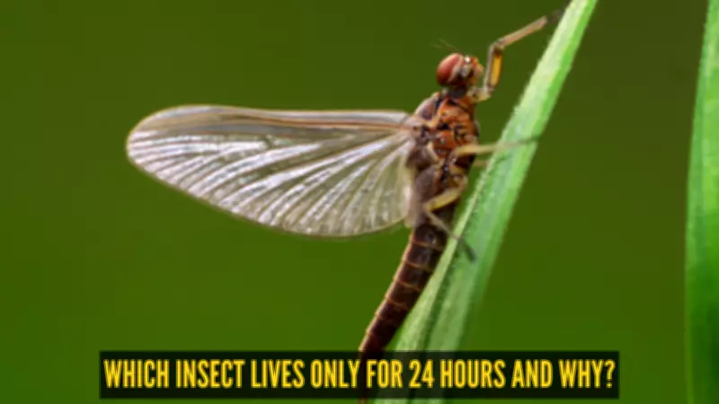 Mayfly's Brief Adult Life: A Story of Extreme Biological Efficiency