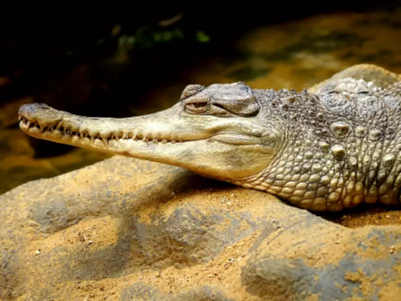 Meet the Gentle Giant Crocodile Facing Extinction in West Africa