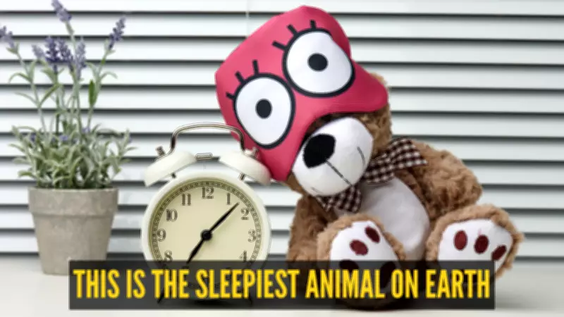 Meet the Koala: Nature's Ultimate Heavy Sleeper Sleeping 20 Hours Daily