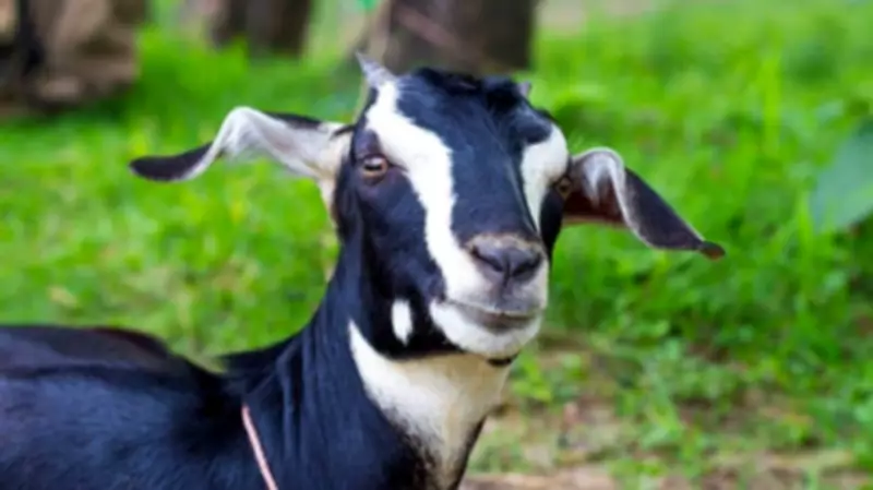 Messi the Goat: Kansas City Goat Wears Argentina Jersey, Scores Goals