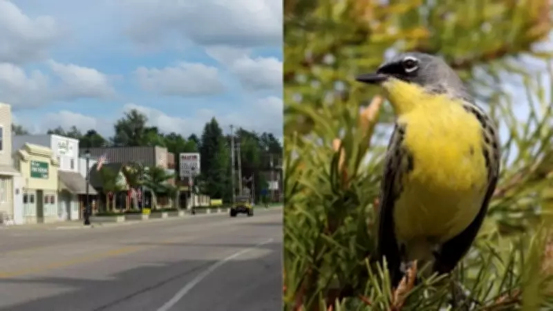 Michigan Town Mio Leads Kirtland's Warbler Conservation Success