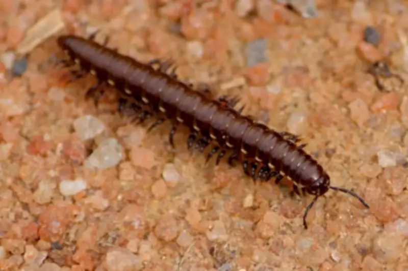 Millipedes Beat Vertebrates onto Land by 80 Million Years, Study Finds