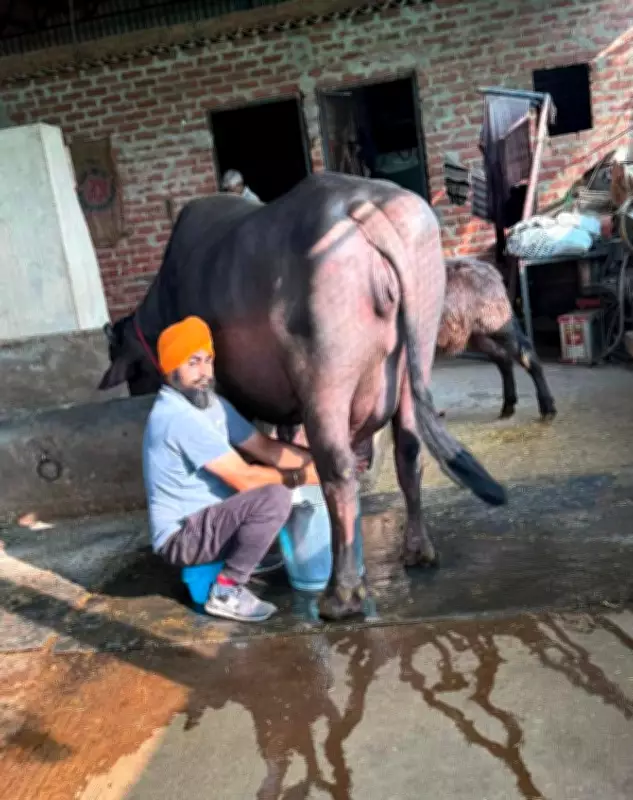 Mohali dairy farmer grows from 50 animals to 300 with scientific breeding