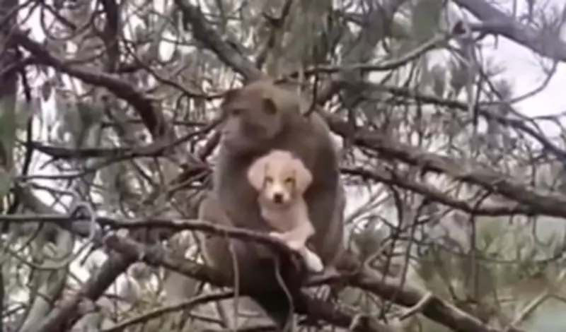 Monkey Carries Puppy 20 Feet Up Tree in Himachal's Mandi, Gently Returns Unharmed