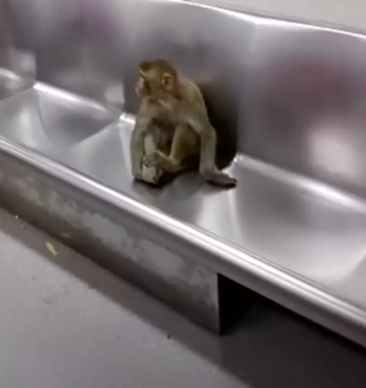 Monkey Takes Delhi Metro Ride, Sparks Amusement and Security Concerns