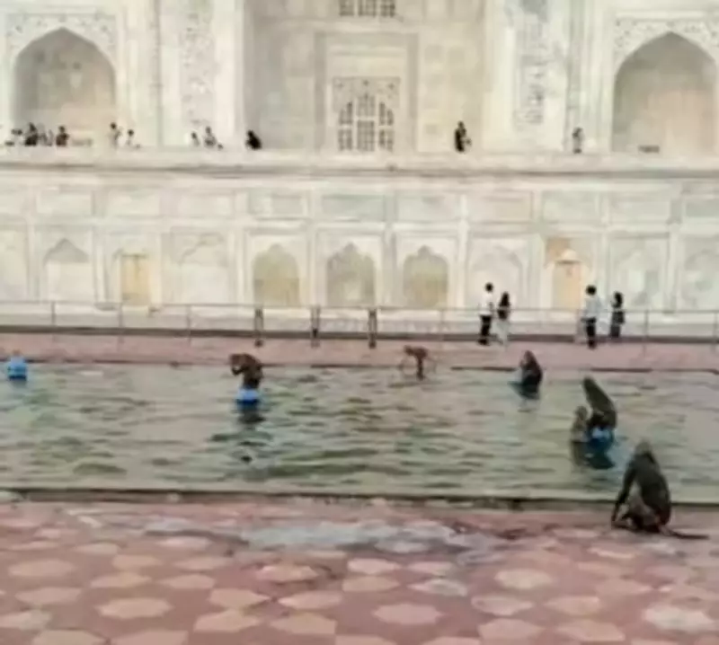 Monkeys Beat Heat by Splashing in Taj Mahal Fountain, Video Goes Viral