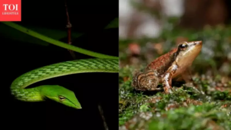 Monsoon Wildlife Experiences in Western Ghats 2026: Fireflies, Herping, Macro Photo