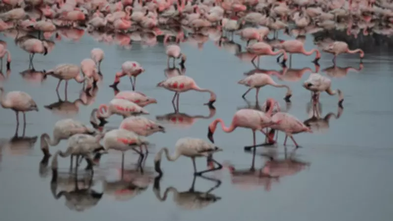 Mumbai Climate Week 2027 to Spotlight Flamingo Blue Carbon Urban Complex