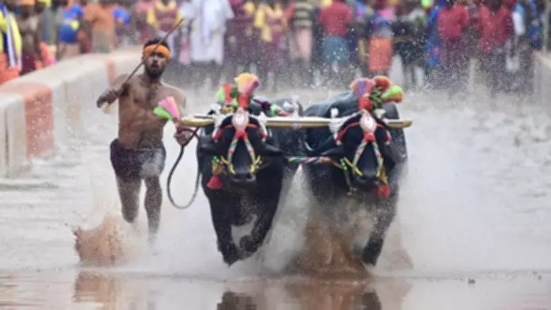 Mysuru Dasara 2026 Kambala: Rs 8 Crore Budget, Mixed Reactions