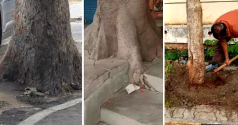 Mysuru Trees Still Trapped in Concrete a Year After Government Order