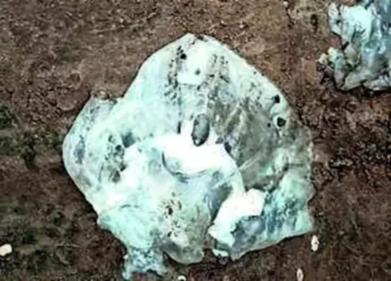 Nagore Beach Jellyfish Surge Prompts Safety Measures in Nagapattinam