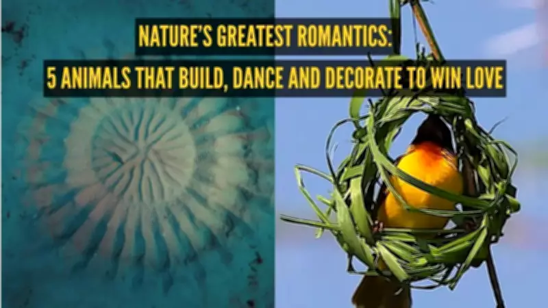 Nature's Most Creative Courtship Rituals: From Mandalas to Dances