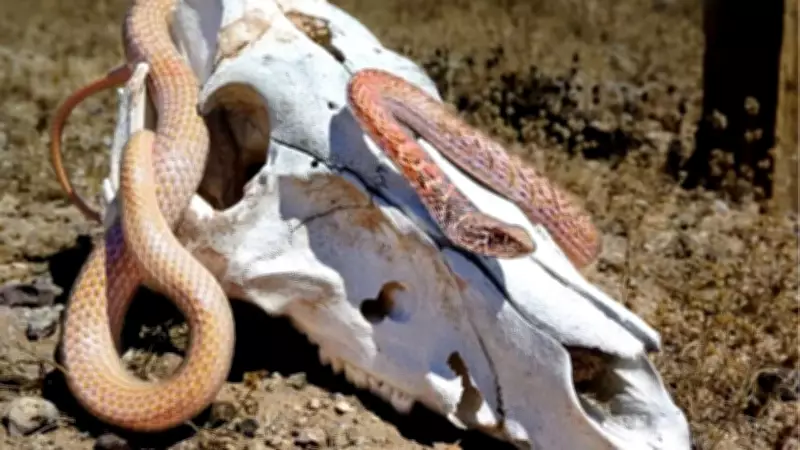 Nevada's Hidden Desert Snakes: Mojave Shovel-Nosed and Long-Nosed Species