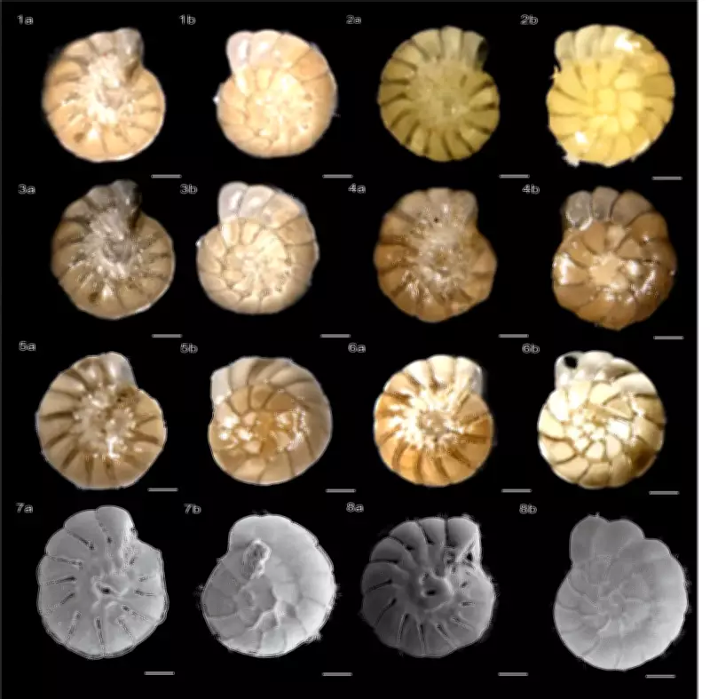 New Foraminifera Species Discovered in Indian Estuaries by ARI Pune