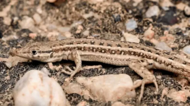 New Lizard Species Discovered in Rajasthan Named After Bishnoi Community