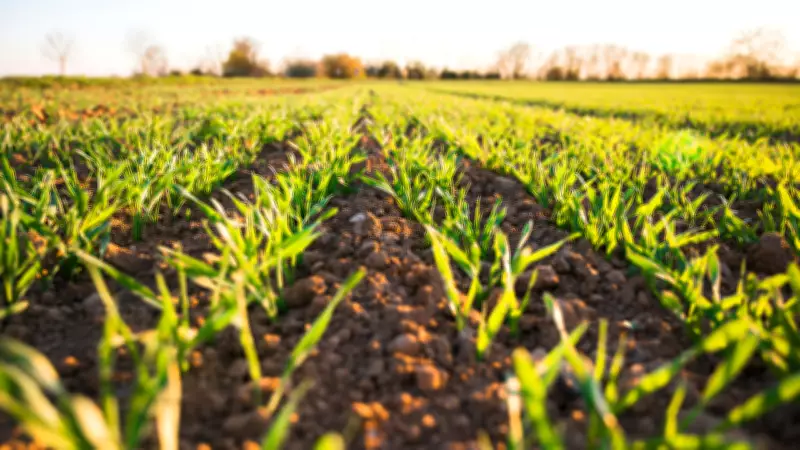 New Method Reveals Hidden Phosphorus in Soil Microbes for Better Farming