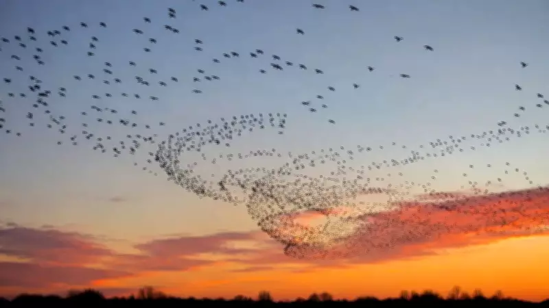 New Physics Theory Solves Bird Flock Mystery Beyond Newton's Laws