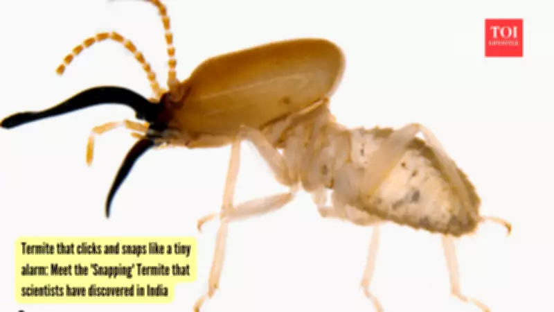 New Snapping Termite Species Discovered in West Bengal Forests