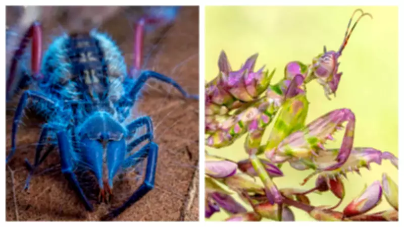 New Species Discovered in Angola's Remote Lisima Plateau