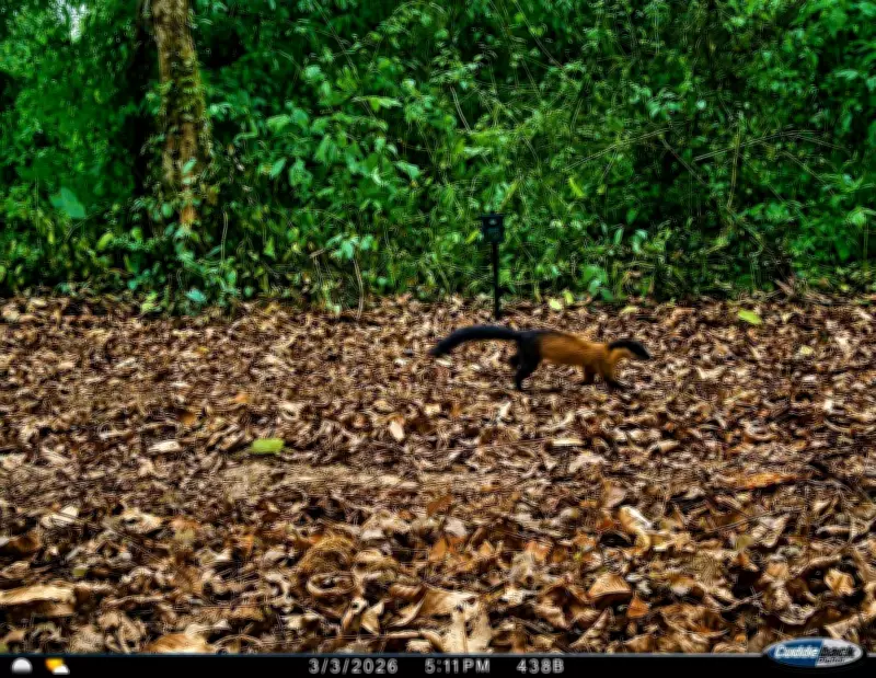 New Yellow-Throated Marten Species Spotted at Kaziranga National Park