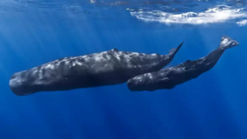 New Zealand Bill Proposes Legal Personhood for Whales to Boost Protection