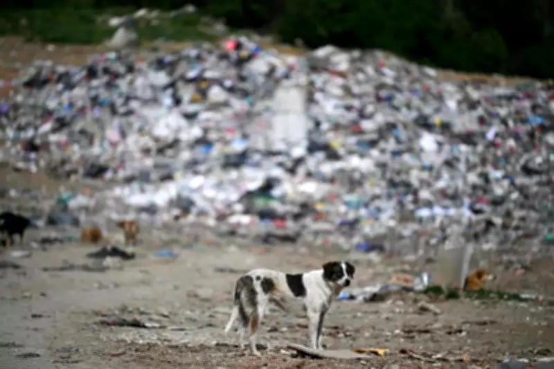 NGO Warns Stray Dogs May Turn Aggressive Without Food Amid Feeding Feud