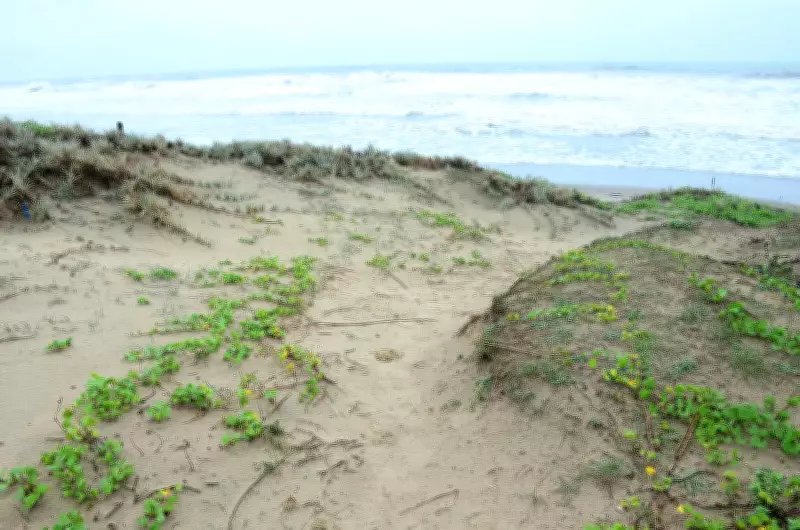 NGT Dismisses Plea on Sand Dune Damage at Sernabatim Beach