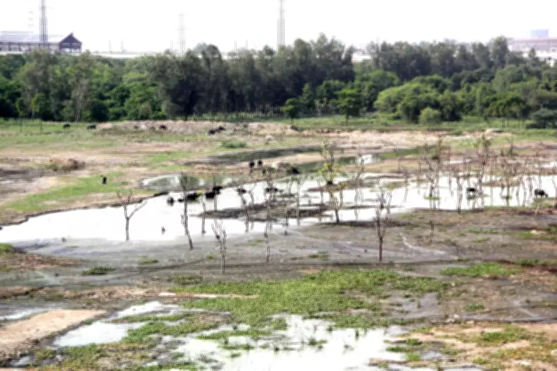 NGT Issues Notices to Centre, UP Govt Over Sai Upwan City Forest Damage