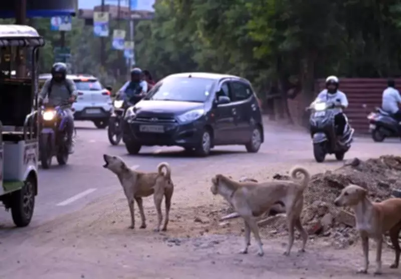 NHRC Notice to Punjab Govt Over Girl Killed by Stray Dogs