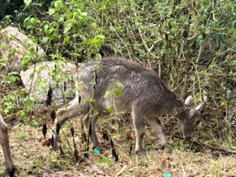 Nilgiri Tahr Population Rises Slightly to 1,364 in Tamil Nadu