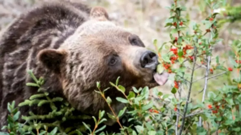 Not Just Fish and Honey: 7 Weird Things Bears Actually Eat in the Wild