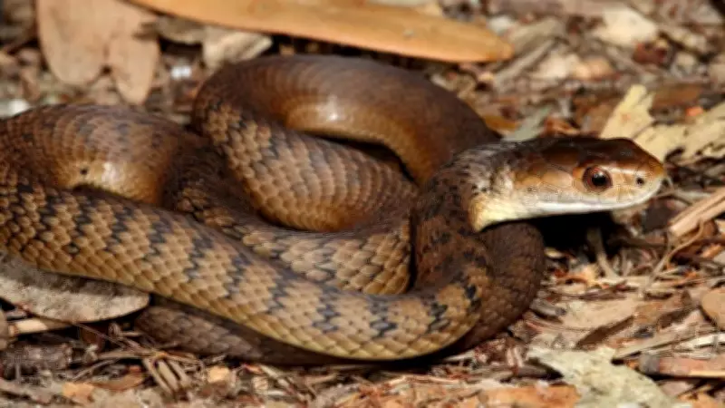 NSW Snake Season Peaks as Temperatures Rise in Southeastern Australia