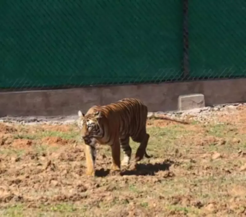 Odisha Selects Tigress Zeenat for Translocation, Avoiding Human Conflict Key