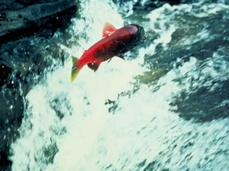 Old Salmon Cans Reveal Surprising Parasite Increase in North Pacific