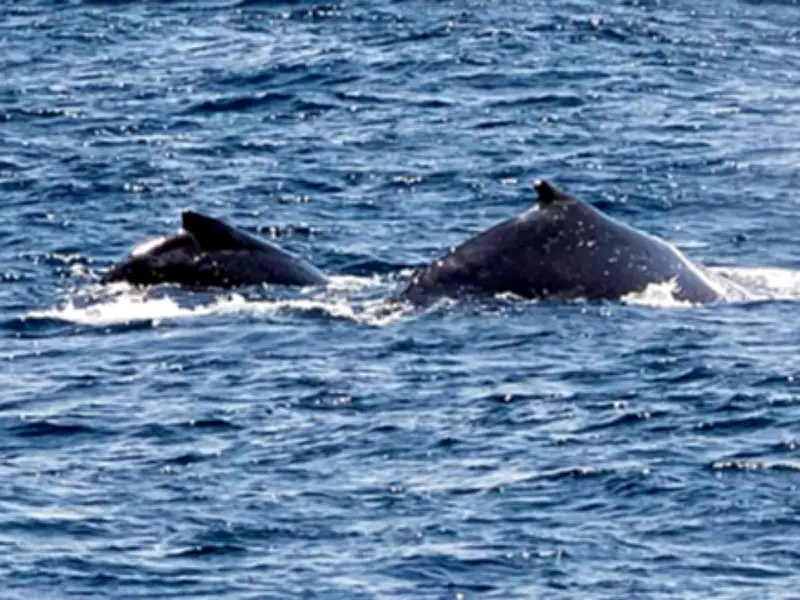 Older Male Humpbacks Control Breeding in South Pacific After Whaling