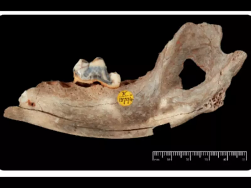 Oldest Dog DNA Reveals 16,000-Year-Old Human-Canine Bond in Turkey