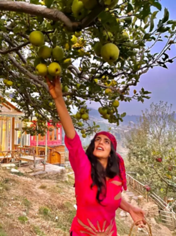 Orchard Tourism in Himachal: Farm Stays and Fruit Picking Draw Travelers