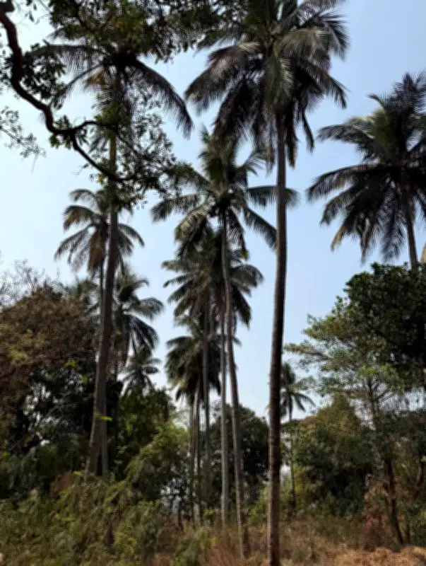 OUAT to Remove 150 Coconut Trees Near Bhubaneswar Airport for Rs 15 Lakh